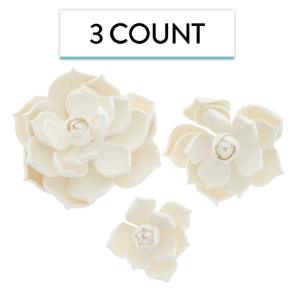 White Parva Succulent, Assorted Sizes, 3 Count