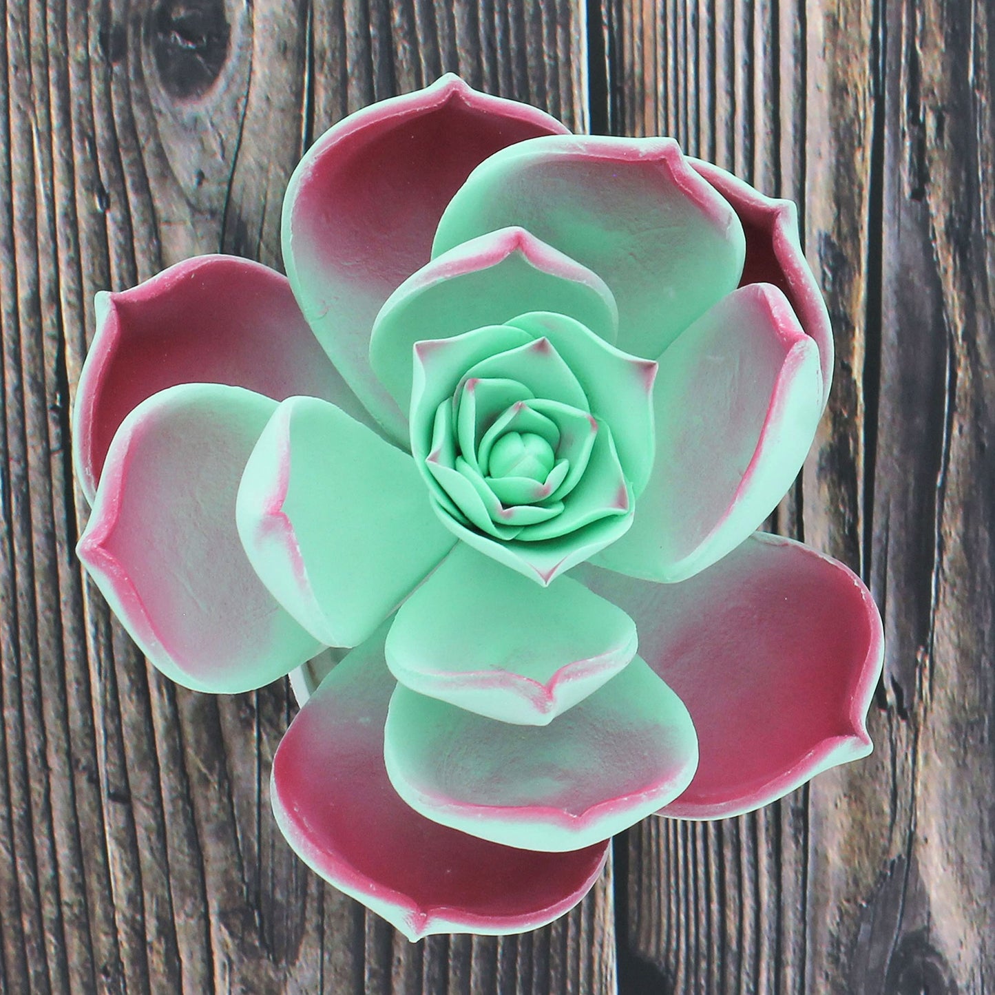 Taurus Succulent, Jumbo Bloom