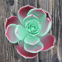 Global Sugar Art Succulent Taurus Large Sugar Cake Flowers with Wire, 1 Count by Chef Alan Tetreault