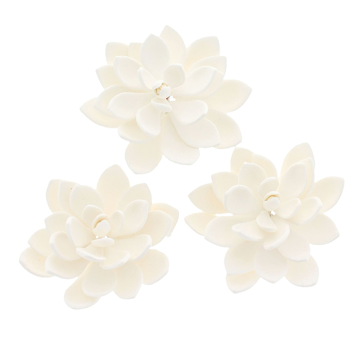 White Opalina Succulent, 3 Count
