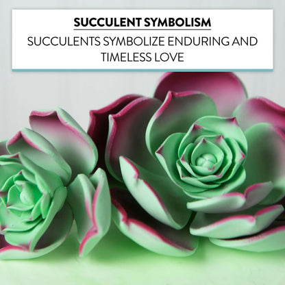Taurus Succulent, Assorted Sizes, 3 Count