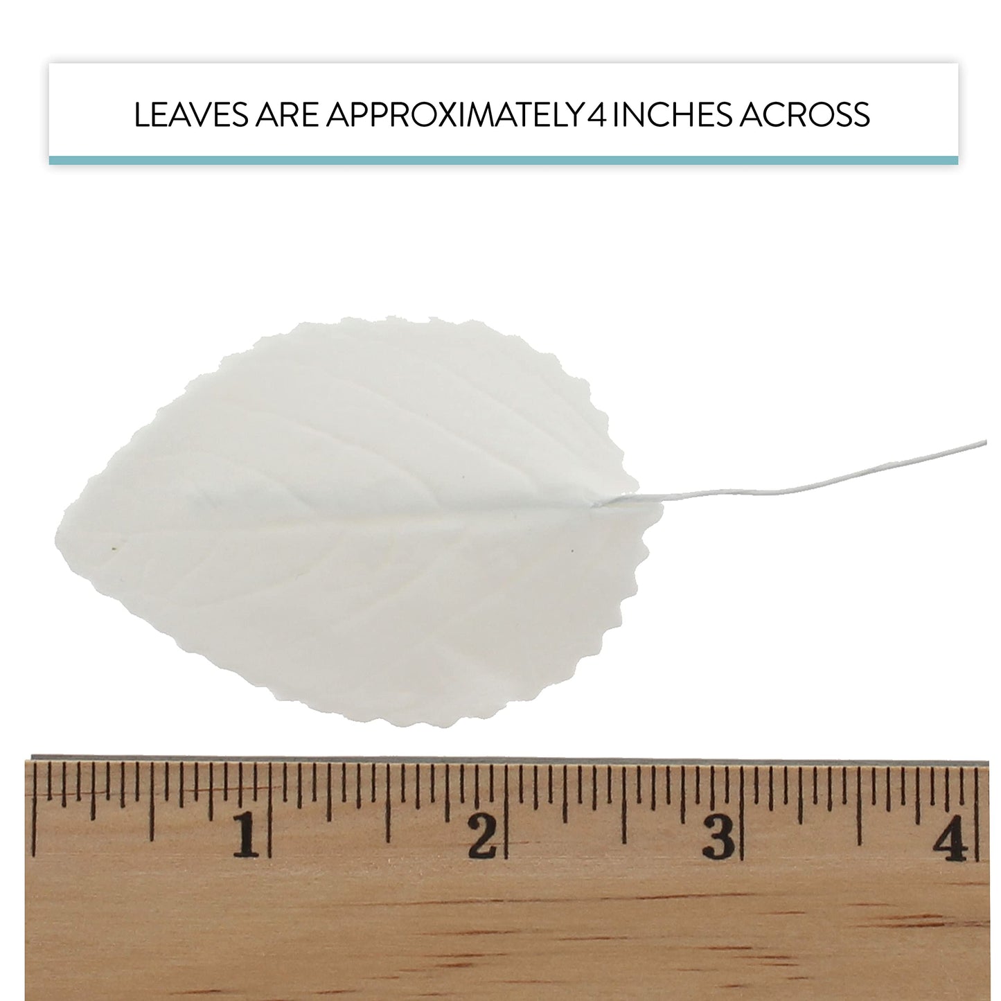 White Hydrangea Leaves