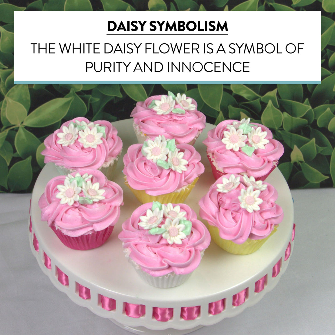 Edible Daisy Cake Decorations, White and Pink Sugar Flowers, Unwired 3/4 Inch, Daisy Cupcake Toppers, Edible Flowers Cake Decorations by Chef Alan Tetreault, Global Sugar Art