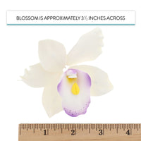 Orchid Sugar Cake Flowers, Pearly Orchids, by Global Sugar Art, Large, White with Purple, 4 Count