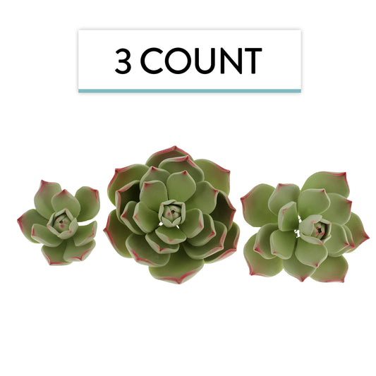 Parva Succulent, Assorted Sizes, 3 Count