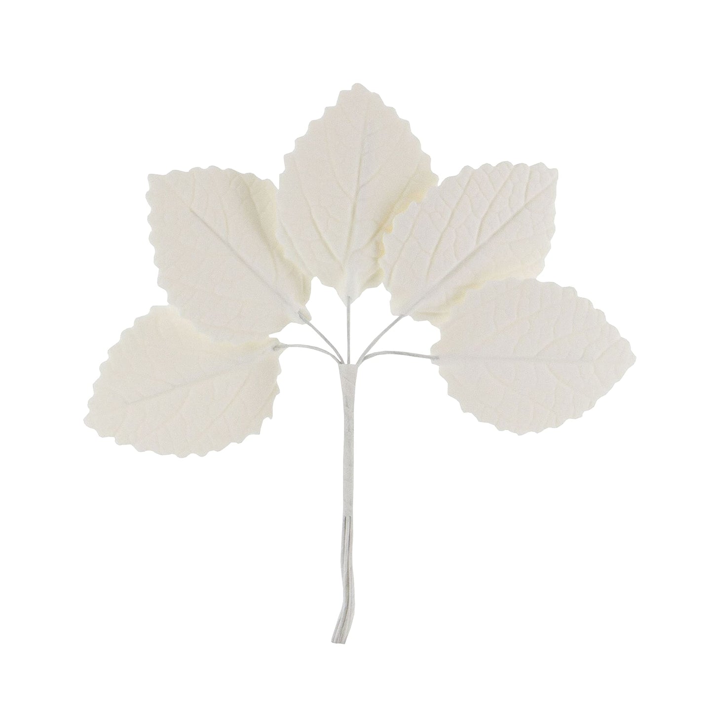 White Hydrangea Leaves
