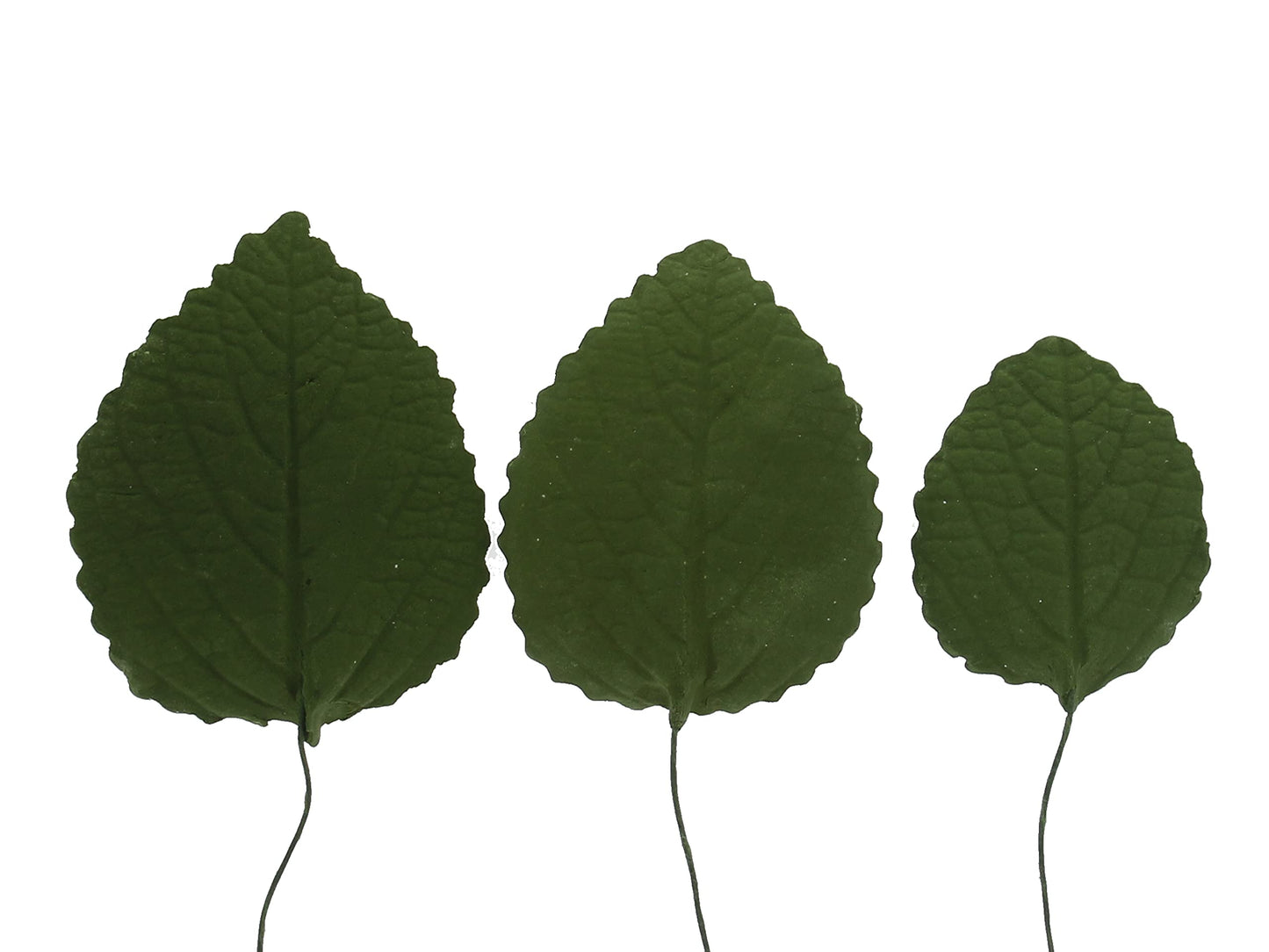 Green Hydrangea Leaves