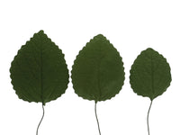 Hydrangea Leaves, Gum Paste Cake Decorations by Global Sugar Art, Green, Multiple Sizes