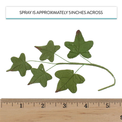 Ivy Leaf Spray, 5 Count