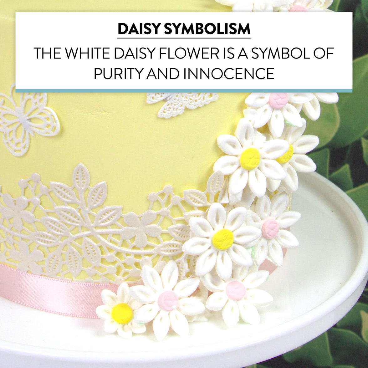 Edible Daisy Cake Decorations, White and Pink Sugar Flowers, Unwired 1 Inch, Daisy Cupcake Toppers, Edible Flowers Cake Decorations by Chef Alan Tetreault, Global Sugar Art